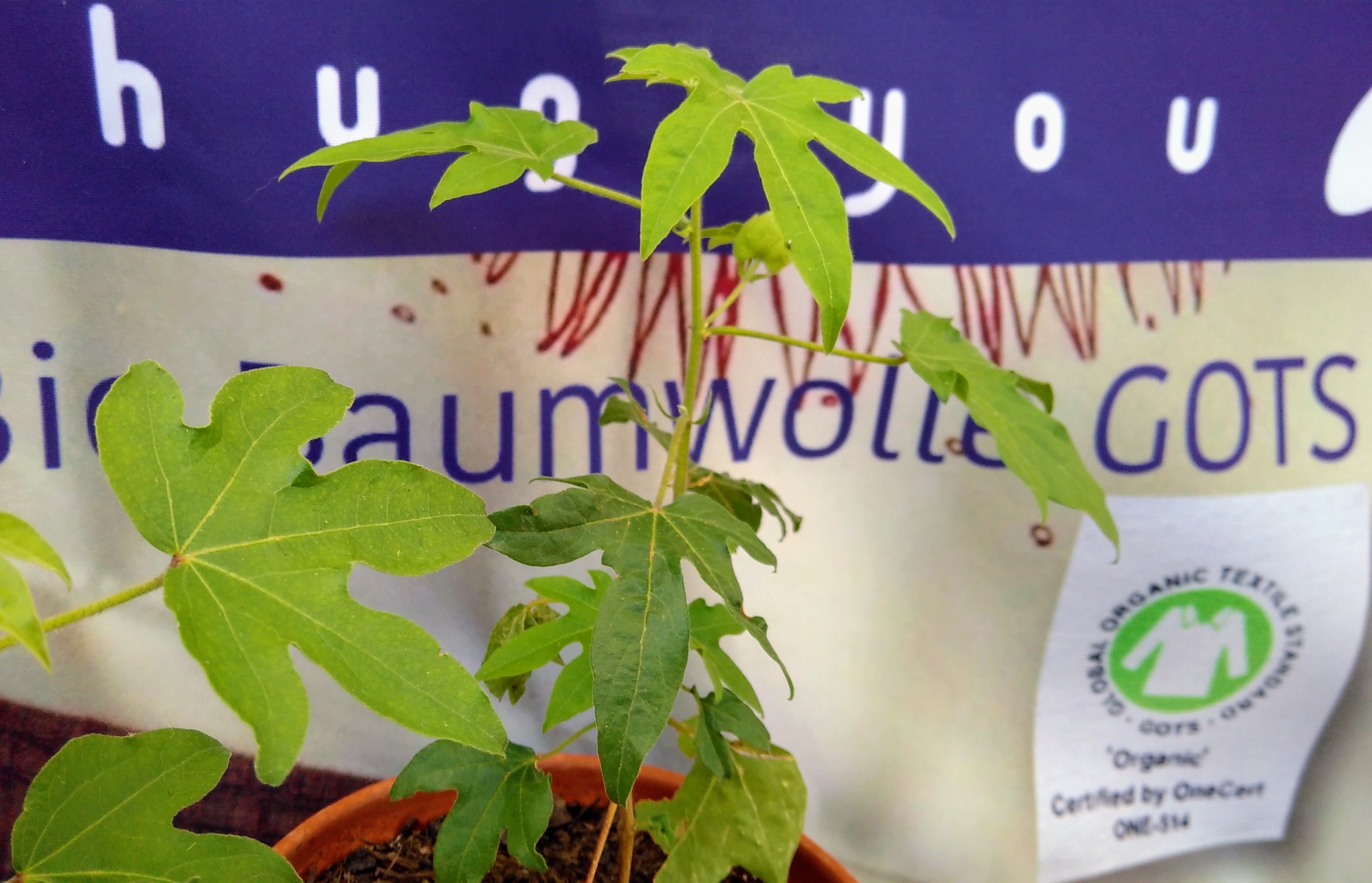 bt-Baumwolle verspricht seit 1969, die Armut zu bekämpfen ..